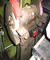 Doppelschleifbock 1057 03