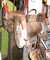Doppelschleifbock 1058 00
